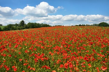 field of red poppies or Common poppy