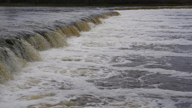 Vimba (Vimba vimba) fish jumping over waterfall on the Venta River, Kuldiga, Latvia.