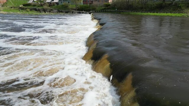 Vimba (Vimba vimba) fish jumping over waterfall on the Venta River, Kuldiga, Latvia.