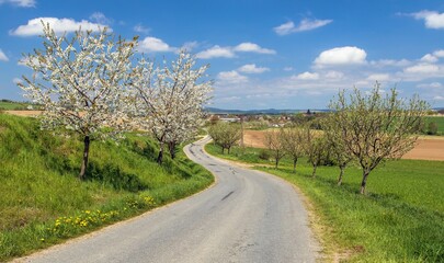 Fototapeta na wymiar road and alley of flowering cherry trees in latin Prunus cerasus