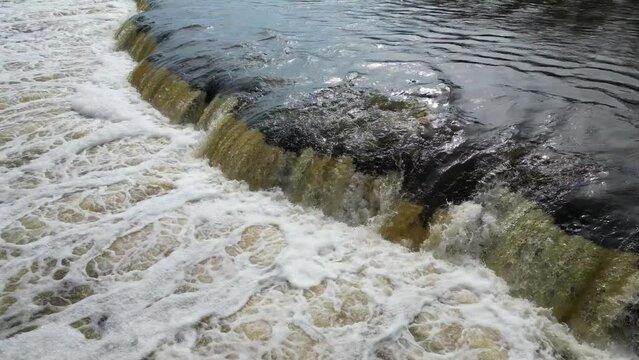 Vimba (Vimba vimba) fish jumping over waterfall on the Venta River, Kuldiga, Latvia.