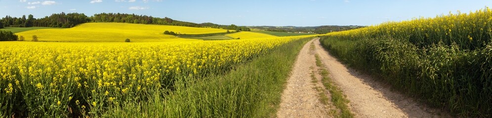 Field of rapeseed canola or colza brassica napus