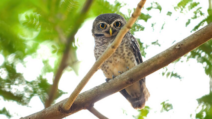 Intrepid spotted owl perched tranquilly on branch in its natural habitat, wildlife observation and conservation. Nature and wildlife photography.