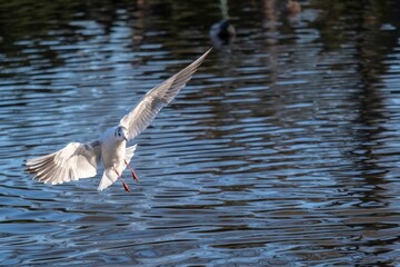 Scenic view of a white seagull captured during the flight above the water