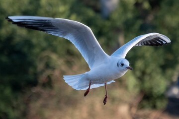 Closeup shot of a white seagull captured during the flight above the water