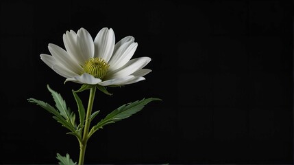 A white flower against a black background