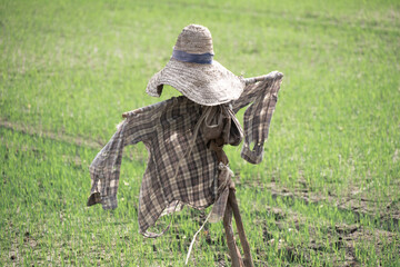 Simple scarecrow In the rice fields of rural Thailand.