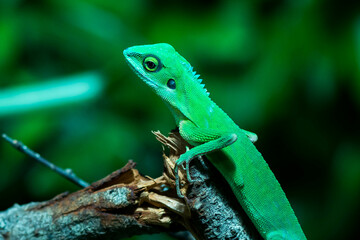 green lizard on a branch
