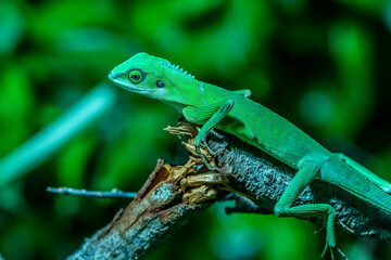 green lizard on a branch