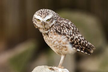 A stunning close-up of a burrowing owl (Athene cunicularia) with its captivating yellow eyes locked off-camera. The blurred background highlights the owl's intricate feather patterns and sharp beak.