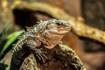 bearded dragon on a tree
