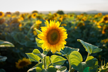 Sunflower field. Organic farm with blooming crops at summer