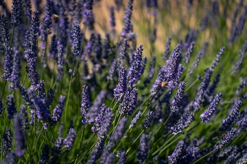 Bee pollinating purple lavender flowers in spring