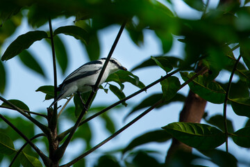 pied triller Lalage nigra hiding on dense tree leaves, with bokeh background