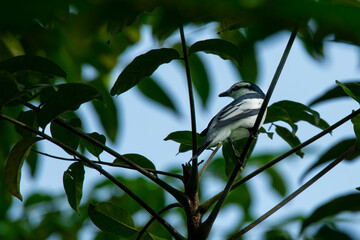 pied triller Lalage nigra hiding on dense tree leaves, with bokeh background