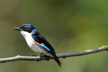 Obraz premium tit on the tree. small blue fluffy bird sitting on a tree, against a background of greenery, close-up bird concept