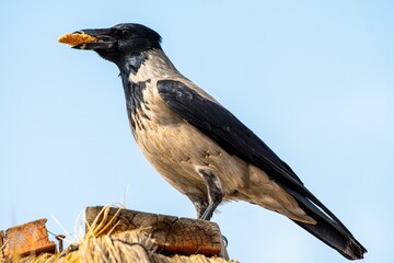 Closeup shot of a hooded crow with food in its beak perched on wood