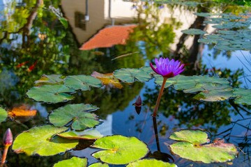 Beautiful purple lotus flower blooming out of a body of water.
