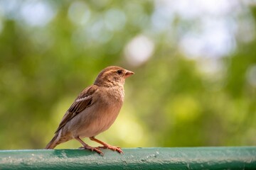 Eurasian Tree Sparrow bird perched atop a metal railing in the bright daylight.