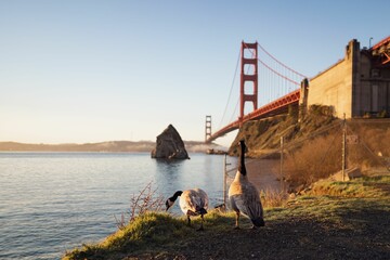 Closeup of geese on the coast of a sea against blurred Golden gate bridge in San Francisco, USA