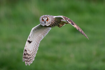 Long-eared Owl in flight