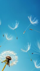 Obraz premium Dandelion blowing seeds and sky
