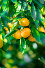 trees with citrus fruits before harvest.  Ripe tangerines on tree