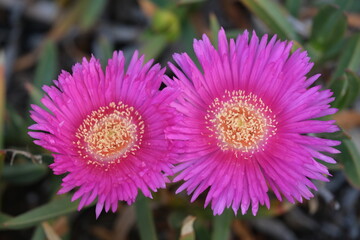 Obraz premium Carpobrotus edulis flowers, closeup view during a sunny day of may