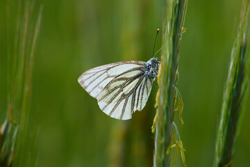 Weißer Schmetterling (Pieris napi). Makro Aufnahme.