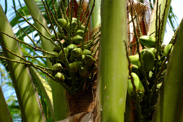 Bunch of coconut on palm tree, kind of fruit for health drink at coconut land, Ben Tre, Mekong Delta, Vietnam, nice destination for ecotourism