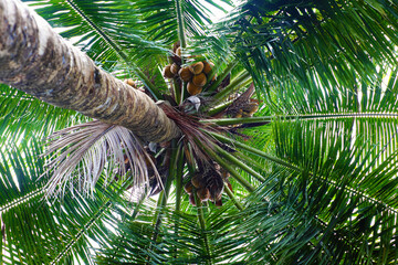 Bunch of coconut on palm tree, kind of fruit for health drink at coconut land, Ben Tre, Mekong Delta, Vietnam, nice destination for ecotourism