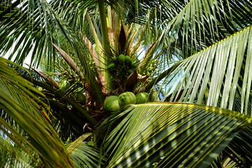 Bunch of coconut on palm tree, kind of fruit for health drink at coconut land, Ben Tre, Mekong...