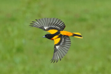 Male Baltimore Orioles flying in the rain