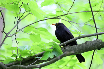 Blackbird sitting on a hazel tree branch in spring forest