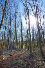 Trees, forest and ecosystem in outdoor, woods and plants for peace or calm nature for ecology. Branches, countryside and sustainable on vacation, holiday and serene location or travel aesthetic