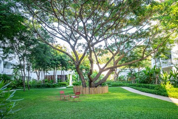 A large tree is in the middle of a grassy area with a bench and chairs nearby