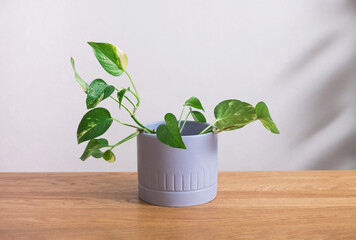 Pothos plant in a gray pot on a wooden table