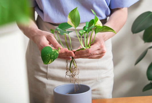 Woman replanting houseplant in a pot