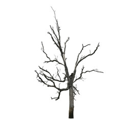 Fototapeta premium Dead tree isolated on a white background, clipping path on transparent.