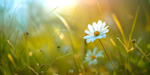 field of daisies, Focus on the delicate details of a single flower in a meadow