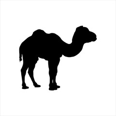 Baby camel silhouette isolated on white background. Baby camel icon vector illustration design.