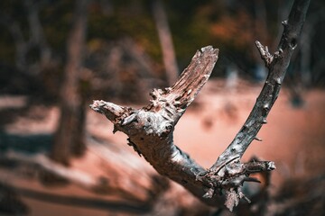 Closeup shot of a broken tree branch with a piece of wood missing from the end.