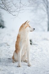 Vertical shot of an Akita sitting on the snow and looking to the left.