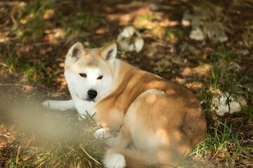 Akita Inu is lying on the ground, looking off into the distance with a curious expression