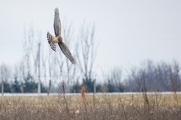 Selective focus of a hawk flying above a field covered in dried grass with a blurry background