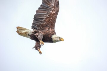 Low angle shot of a bald eagle flying under a cloudy sky