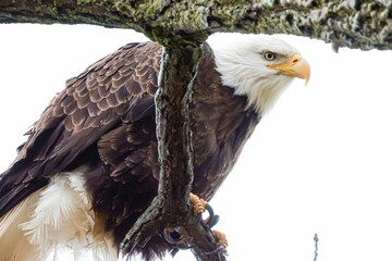 Closeup of a bald eagle perched on a tree branch in a field with a blurry background