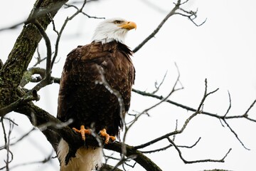 Closeup of a bald eagle perched on a tree branch in a field with a blurry background