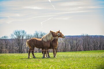 Closeup of ponies in a field covered in greenery under the sunlight and a cloudy sky