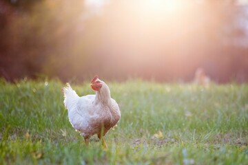 Closeup of chicken in a field covered in the grass with a blurry background